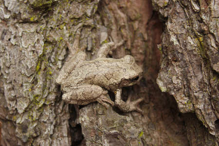 Gray Tree Frog Hyla chrysoscelis on pine tree in Eastern Texas