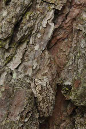 Gray Tree Frog Hyla chrysoscelis on pine tree in Eastern Texasの写真素材