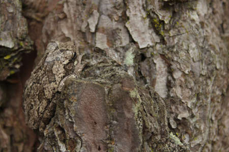 Gray Tree Frog Hyla chrysoscelis on pine tree in Eastern Texasの写真素材