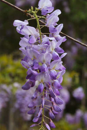 Purple Wisteria in Sprintime Fabaceae Luguminosae in Gardenの写真素材
