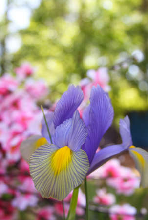 Purple Iris in Springtime Garden With Pink Flowers in Backgroundの写真素材