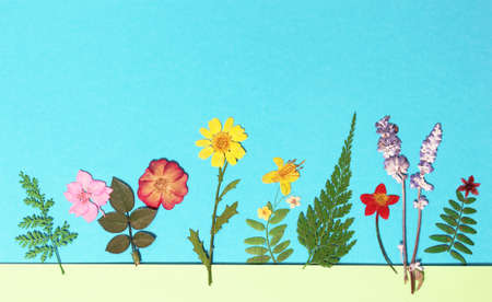 Natural Dried Flowers on Blue Paper