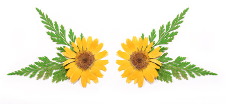 Yellow Flowers With Green Fern Leaves on White Backgroundの写真素材