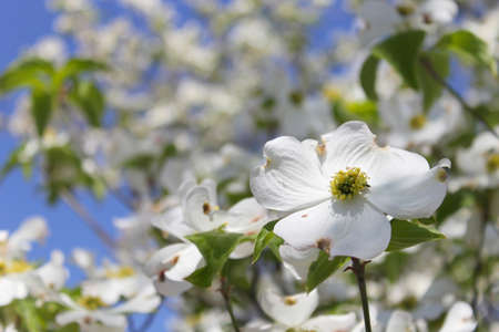 White Dogwood Tree in full bloom Cornus floridaの写真素材