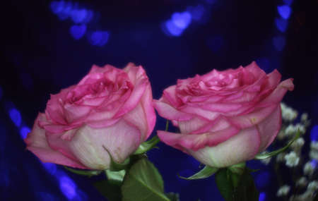 Soft Pink Rose on Blue Bokeh Background Shallow DOFの写真素材