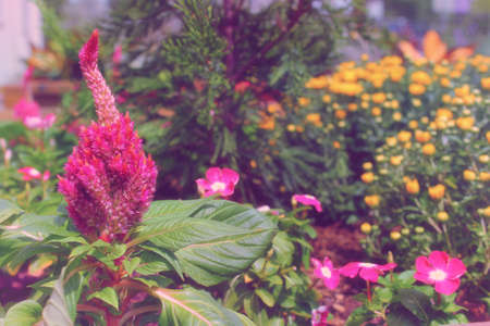 Celosia Cockscomb Flower growing in garden