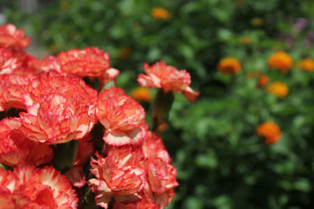 Carnaitions, Dianthus carophyllus with orange Lantana in backgroundの写真素材
