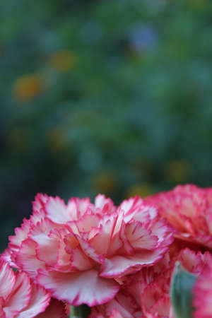 Carnaitions, Dianthus carophyllus with orange Lantana in backgroundの写真素材