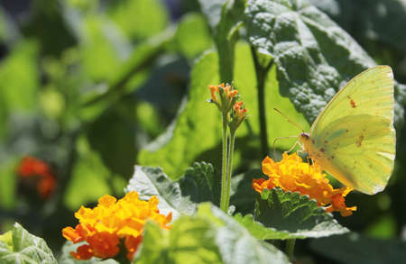 Orange Sulphur Butterfly, Colias eurytheme, on orange Lantana flowerの写真素材