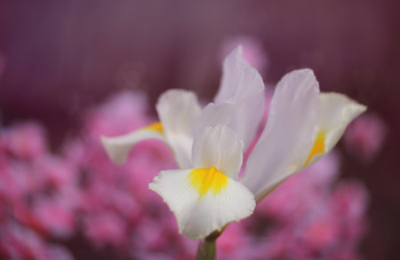White Iris in Springtime garden With Pink Bokeh, Shallow DOFの写真素材