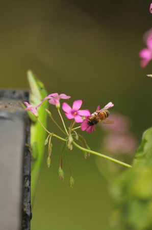 Green Anole Lizard and Bee in Garden Pink Flowersの写真素材