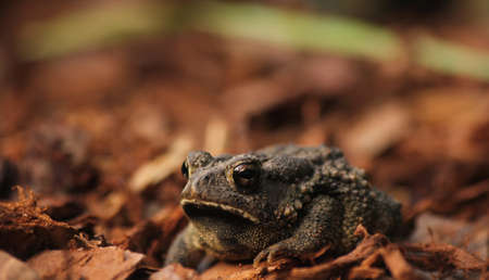 Texas Toad Anaxyrus speciosus in Garden