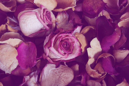 Basket of Dried Roses and Rose Petalsの写真素材