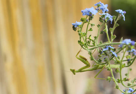 Praying Mantis on Blue Forget me not flowers