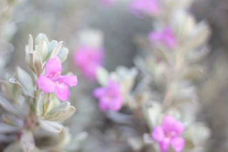 Purple Flower Background Image, Shallow DOF