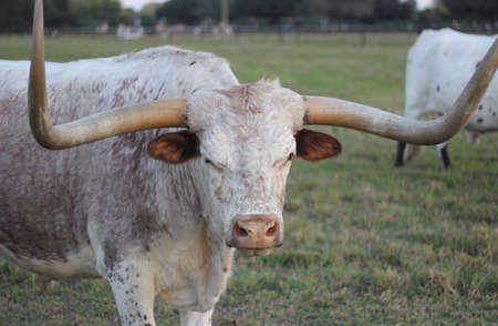 Texas Longhorn Cattle in Pasture in late afternoonの写真素材