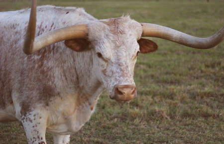 Texas Longhorn Cattle in Pasture in late afternoonの写真素材