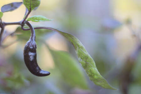 Asian Hot Pepper from Korea Shallow DOFの写真素材