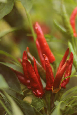 Asian Hot Pepper from Korea Shallow DOFの写真素材