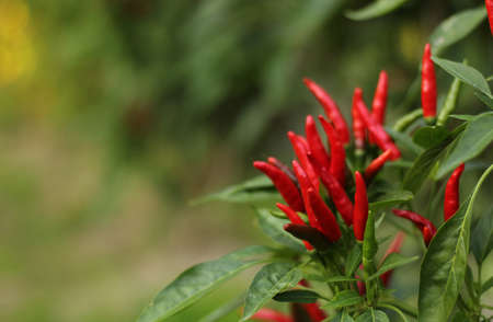 Asian Hot Pepper from Korea Shallow DOF