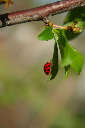 Peach Tree With Lady Bug Shallow DOFの写真素材