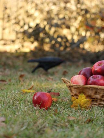 Basket of Red Apples outdoors in Autumn with crow in background