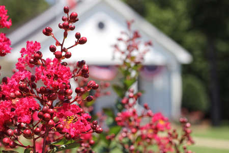 Blooming Crepe Myrtle Trees With Small White Church in Backgroundの写真素材
