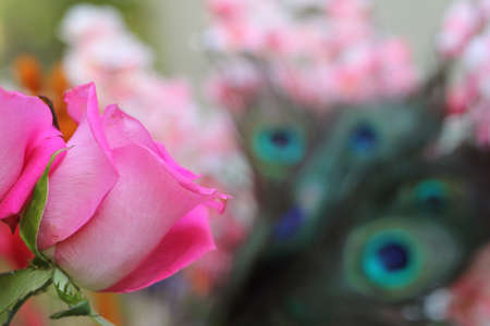 Pink Rose and Peacock Feathers Shallow DOFの写真素材