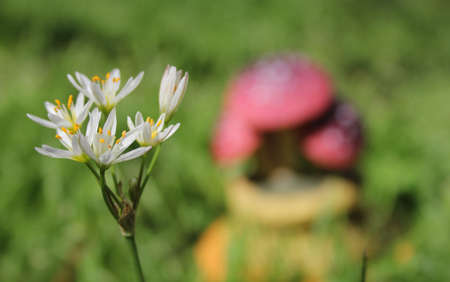 Nothoscordum bivalve Wild Flower Growing on Lawn With Mushroom Statue in Backgroundの写真素材