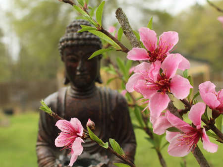 Peach Blossoms with Buddha Statue in Backgroundの写真素材