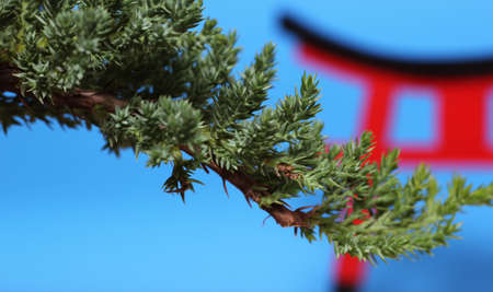 Bonsai Tree and Torii Gate Shallow DOFの写真素材