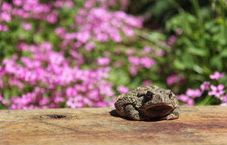 Texas Toad Anaxyrus speciosus in Flower Garden With Blurred Flowers in Background