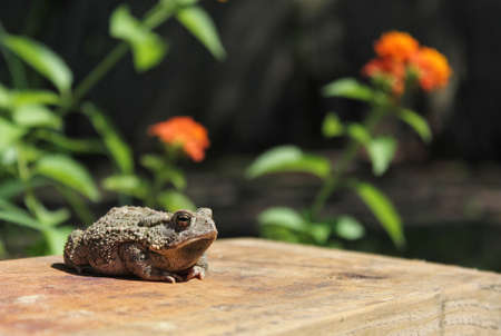 Texas Toad Anaxyrus speciosus in Flower Garden With Blurred Flowers in Background
