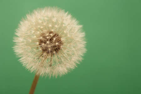 Dandelion Flower Seed Head With Green Background