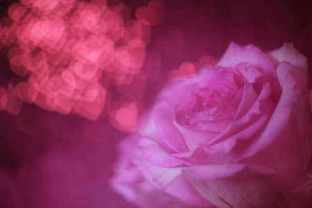 Soft Pink Rose on Bokeh Background Close upの写真素材