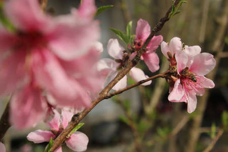 Peach Tree with Blossoms and Bee Close upの写真素材
