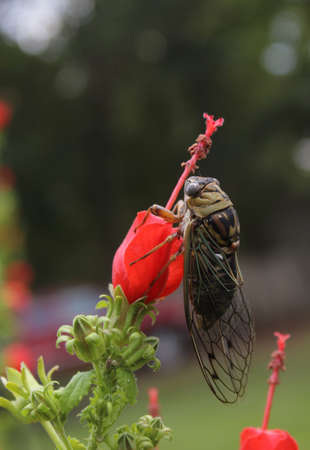 Cicada Insect on Turk's Cap Flower