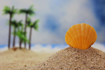 Sea Shell on Beach With Palm Trees in Background Shallow DOF