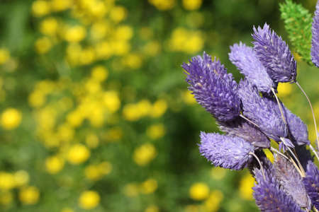 Dried Flowers with Blurred Yellow Flowers in Background Shallow DOFの写真素材