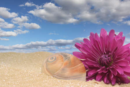 Sea Shell and Flower on Sand With Blue Sky Backgroundの写真素材