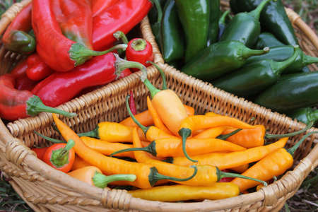 Poblano Peppers with Red Peppers and Yellow Peppersの写真素材
