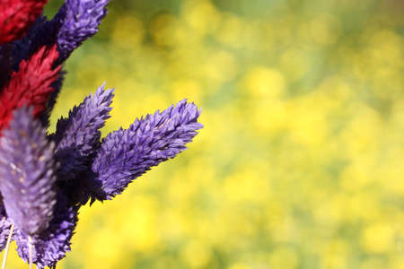 Dried Flowers with Blurred Yellow Flowers in Background Shallow DOF