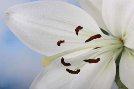 White Easter Lily Close up Shallow DOFの写真素材