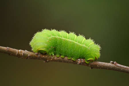 Green Luna Moth Caterpillar on Apple Tree