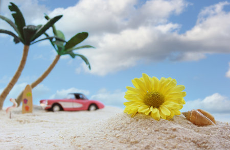 Flower and Seashell on Beach With Palm Tree in Backgroundの写真素材