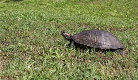Red-eared slider roaming through yard in East Texasの写真素材