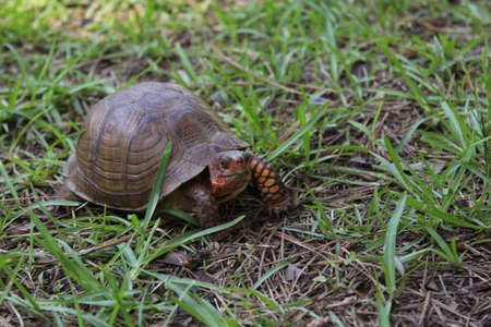 Box Turtle Roaming Through Yard in East Texasの写真素材