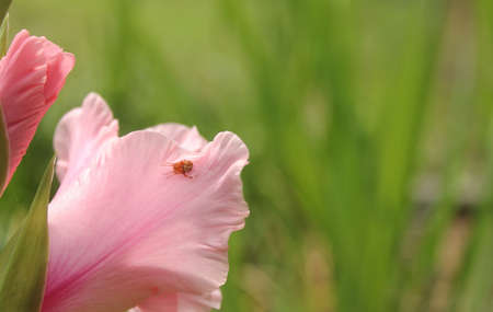 Pink Gladiolus With Flowers in Background Small Spider on Petalの写真素材