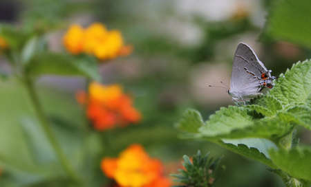 Gray Hairstreak Butterfly - Strymon melinus on Lantana Leaf outdoors in summerの写真素材