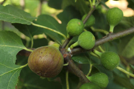 Fresh Figs Growing on Tree Ripe Fig with Green Figs